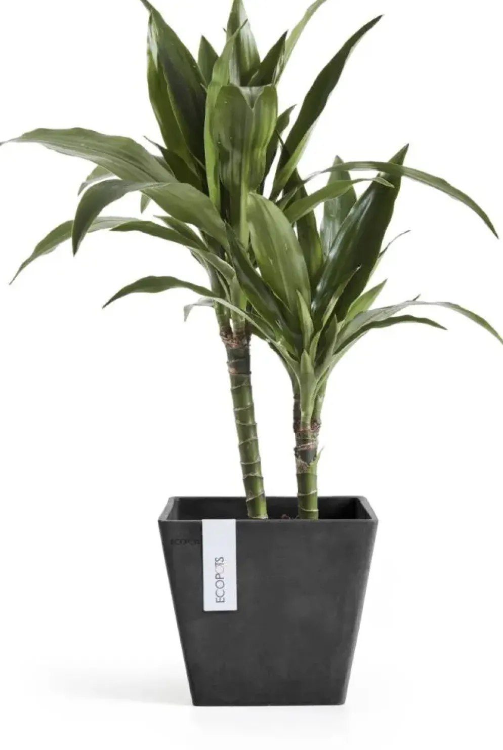 Ecopots kunststof plantenbak rotterdam 20x20x17.5 cm donkergrijs