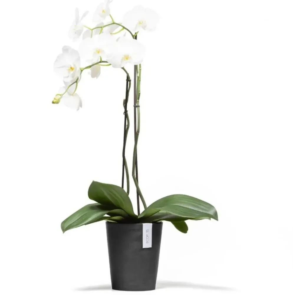 Ecopots Morinda Donkergrijs Ø17,1 x H19,5 cm