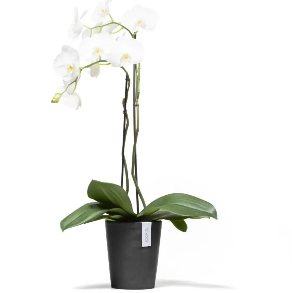 Ecopots Morinda Donkergrijs Ø17,1 x H19,5 cm