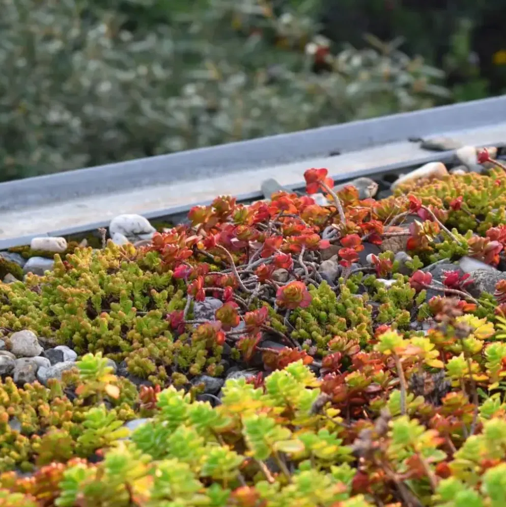 Ecostyle Sedum & groene daken-az 1.6kg