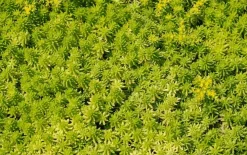 Ecostyle Sedum & groene daken-az 1.6kg