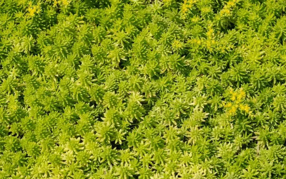 Ecostyle Sedum & groene daken-az 1.6kg