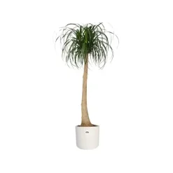 Elho b.for soft bloempot rond 14 cm wit
