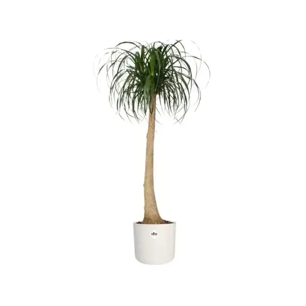 Elho b.for soft bloempot rond 16 cm wit