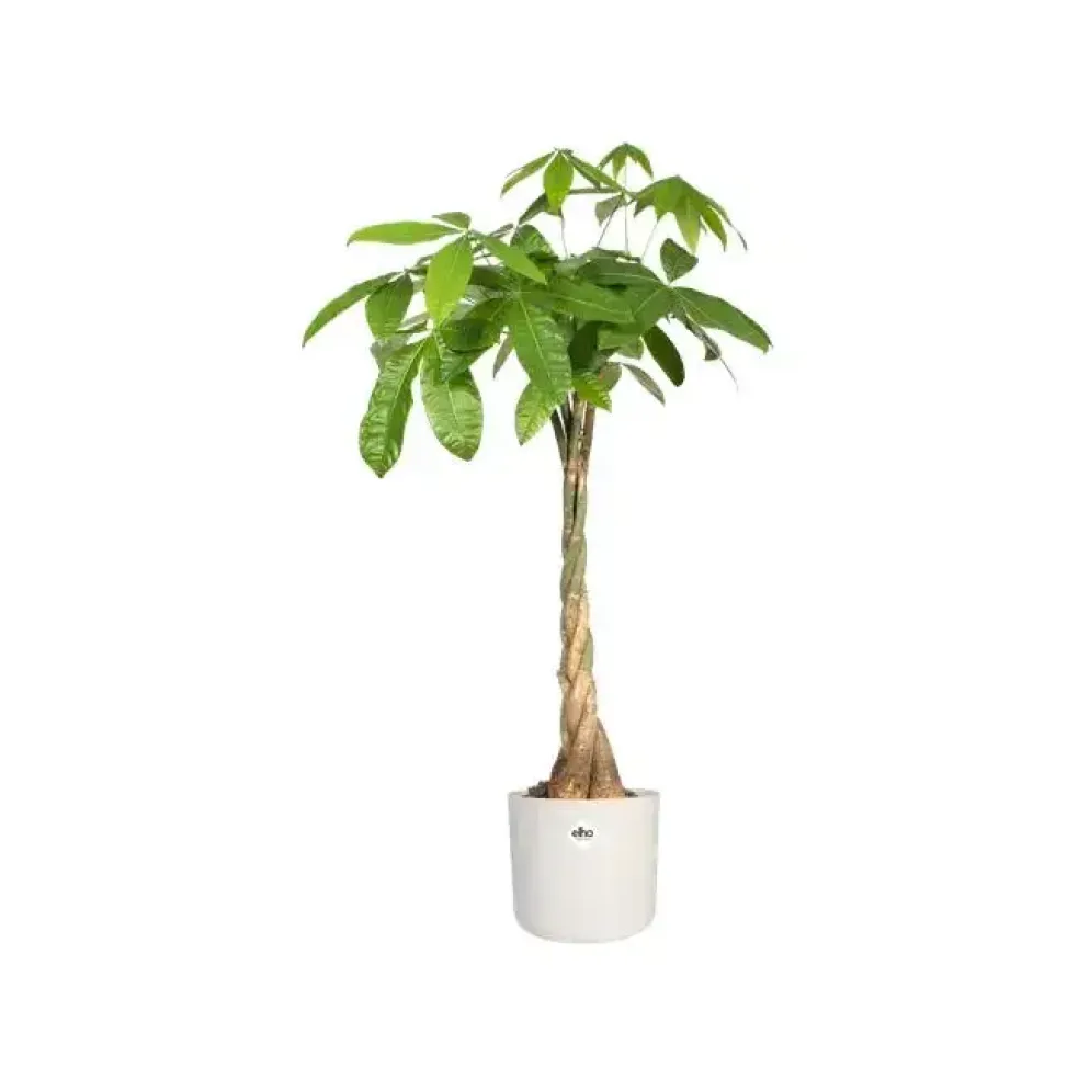 Elho b.for soft bloempot rond 16 cm wit