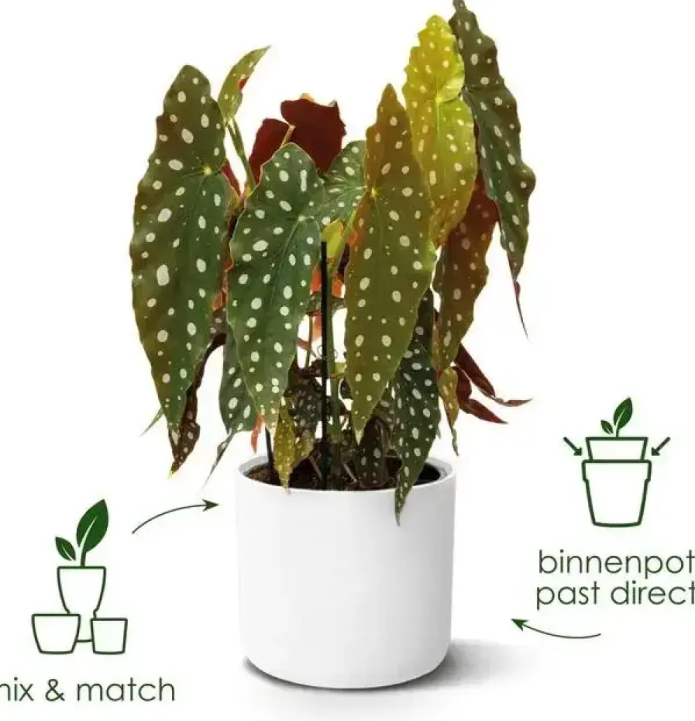 Elho b.for soft bloempot rond 16 cm wit