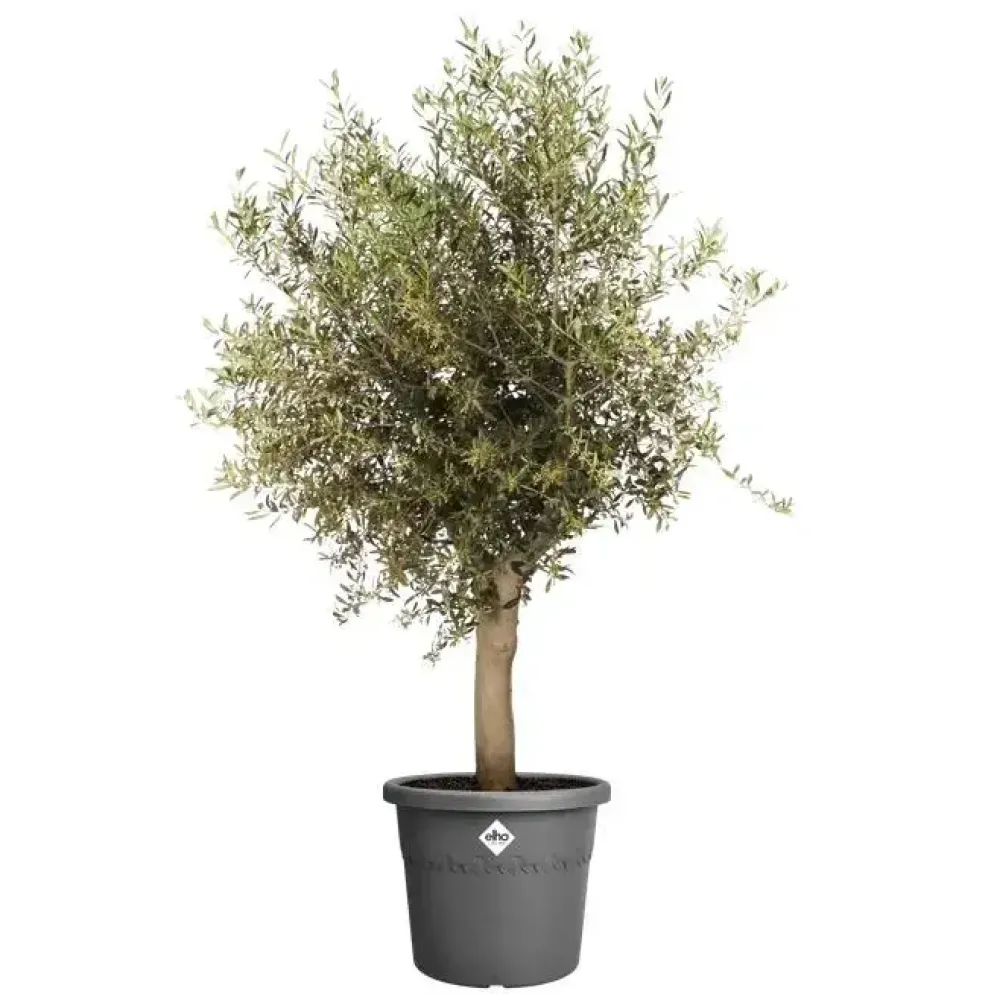 Elho bloempot Algarve Cilindro 48cm antractiet