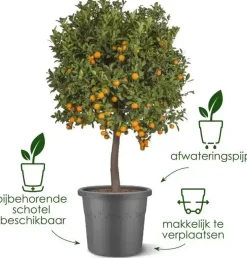Elho bloempot Algarve Cilindro 48cm antractiet