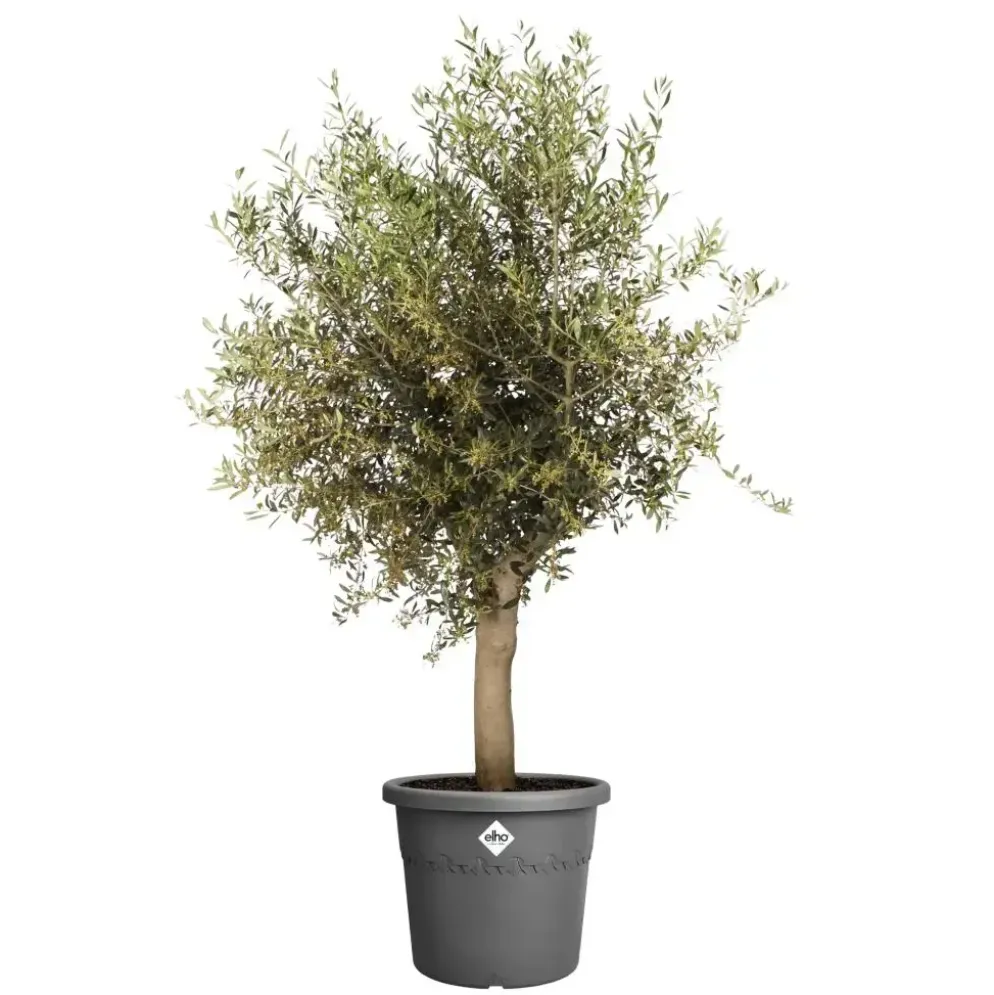 Elho bloempot Algarve Cilindro 40cm antraciet