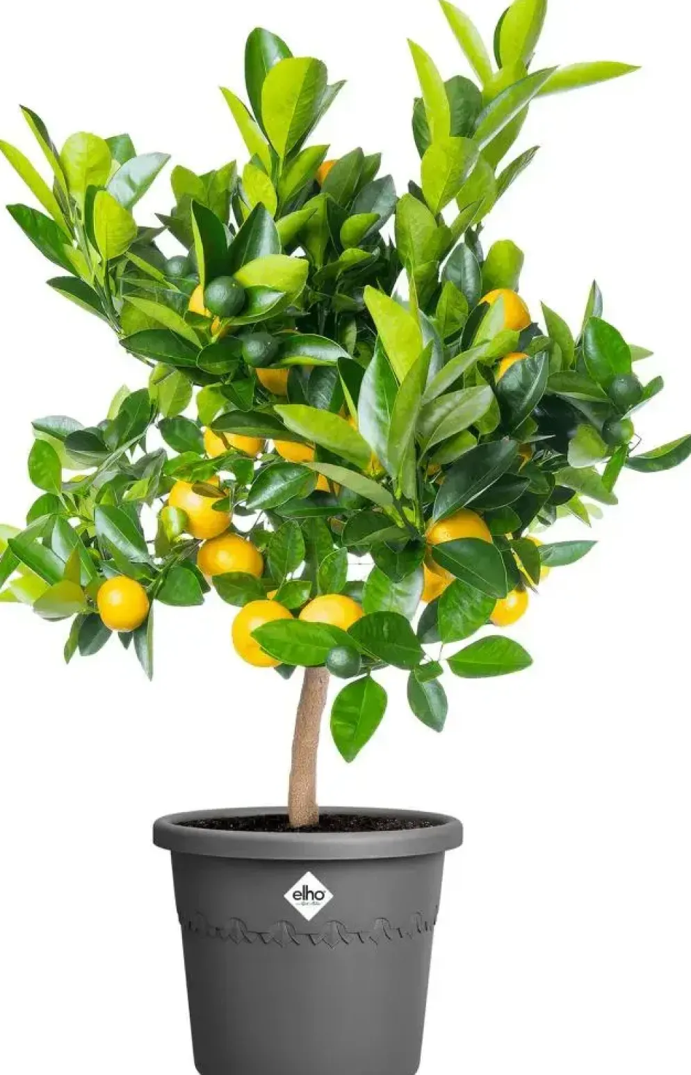 Elho bloempot Algarve Cilindro 30cm antraciet