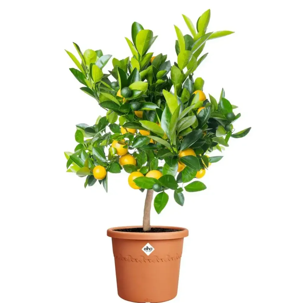 Elho bloempot Algarve cilindro 35cm terra