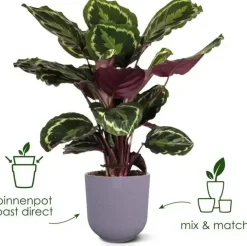 Elho bloempot Jazz Rond 16cm Living black