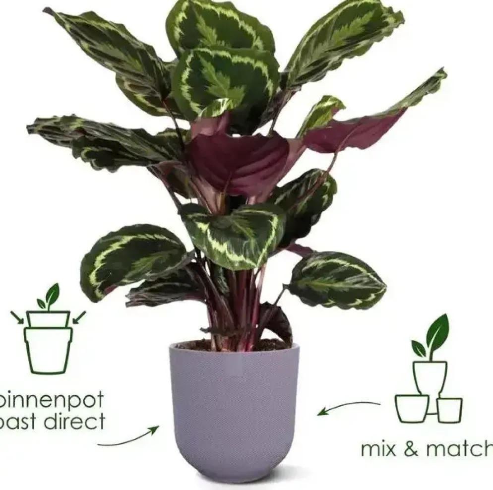 Elho bloempot Jazz Rond 16cm Living black