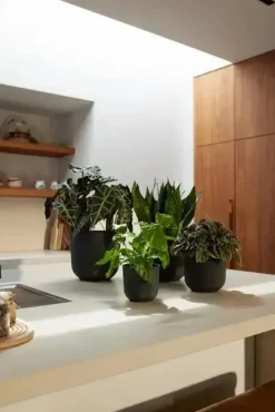 Elho bloempot Jazz Rond 16cm Living black