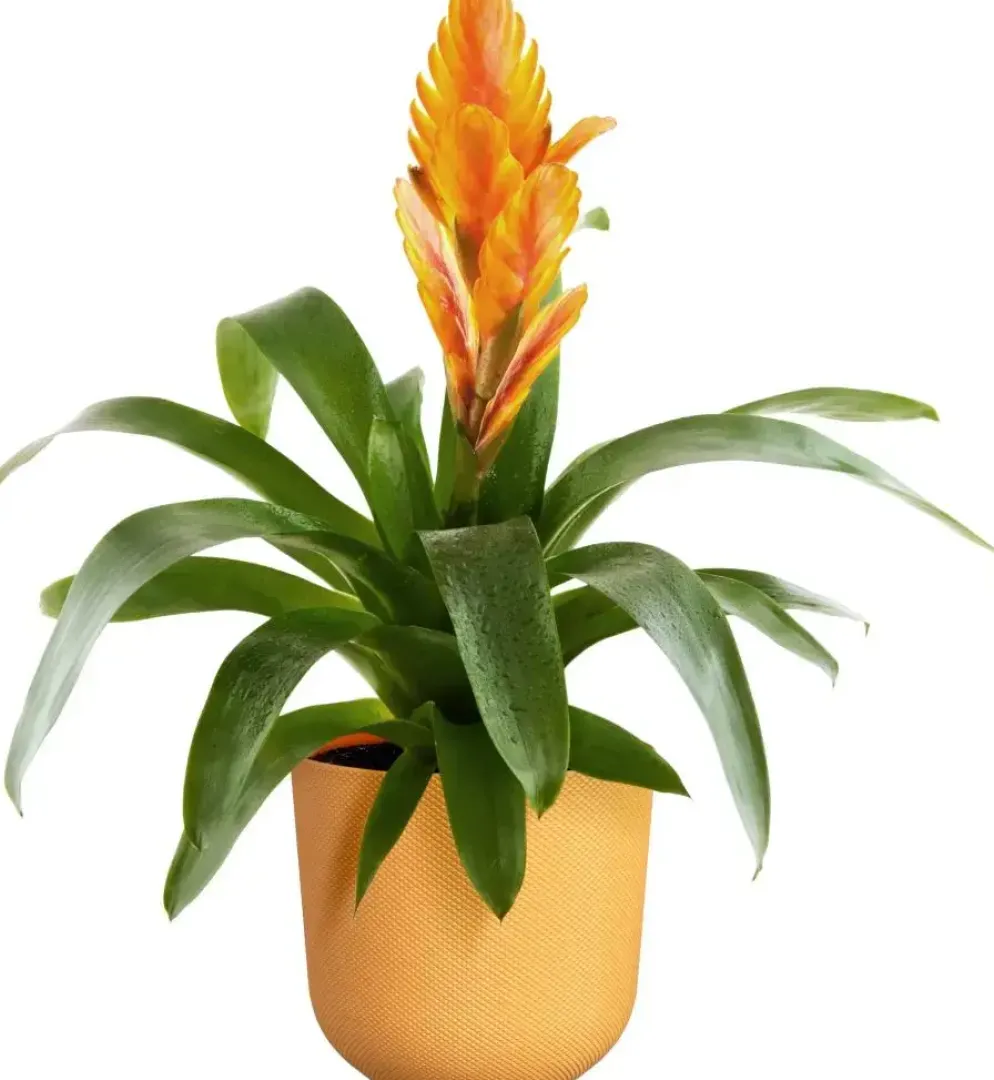 Elho bloempot Jazz rond 19x18cm amber geel