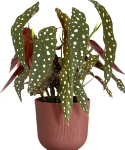 Elho bloempot Jazz rond 16x15cm toscaans rood