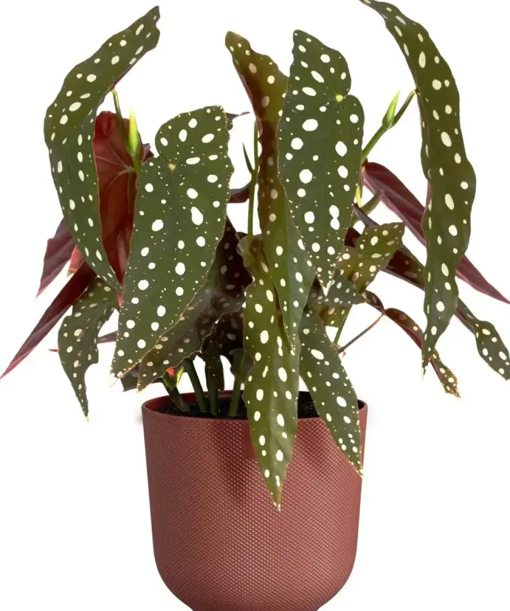 Elho bloempot Jazz rond 16x15cm toscaans rood