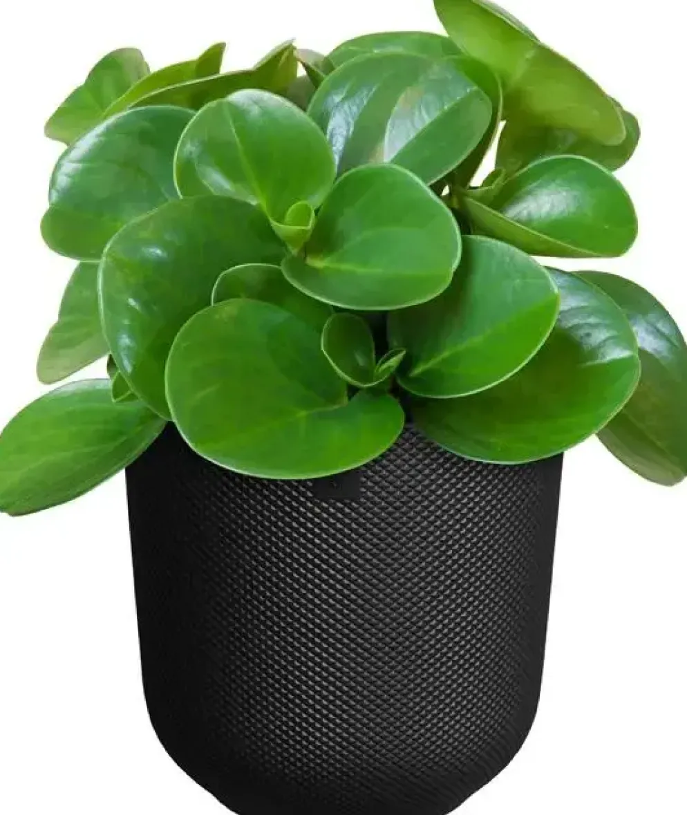 Elho bloempot Jazz 14x13cm living black