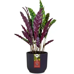 Elho bloempot The WInery Collection 22cm Donkerpaars