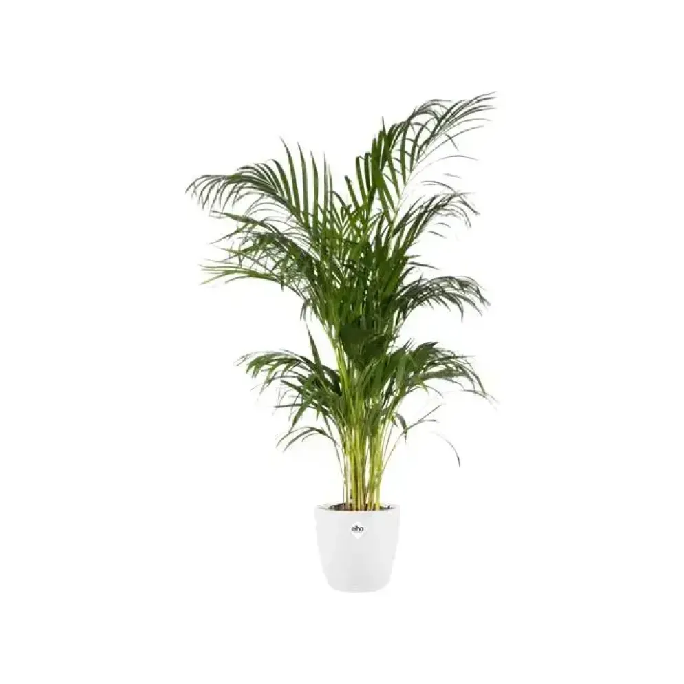 Elho brussels bloempot rond 16 cm wit