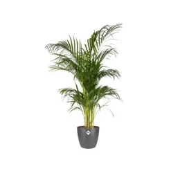 Elho Brussels bloempot rond 16 cm antraciet