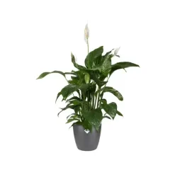 Elho Brussels bloempot rond 16 cm antraciet