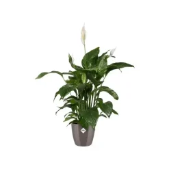 Elho brussels diamond bloempot rond 16 cm oyster pearl