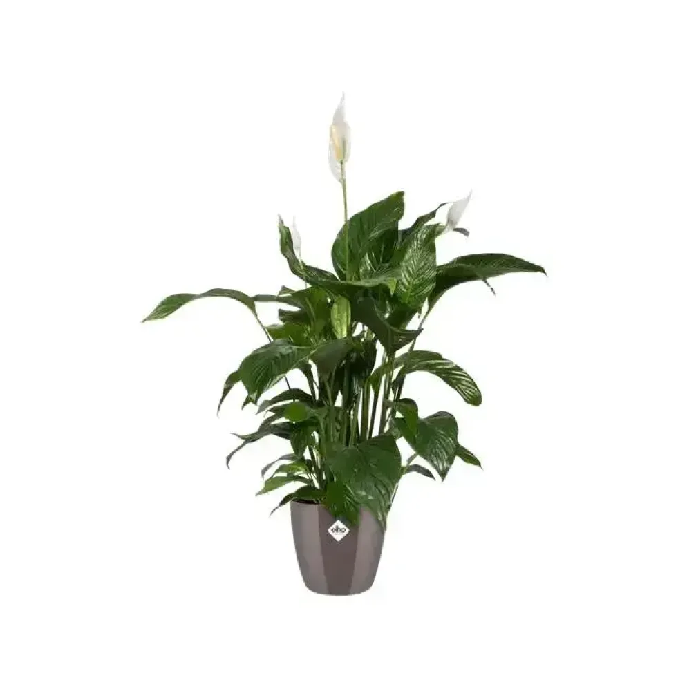 Elho brussels diamond bloempot rond 16 cm oyster pearl