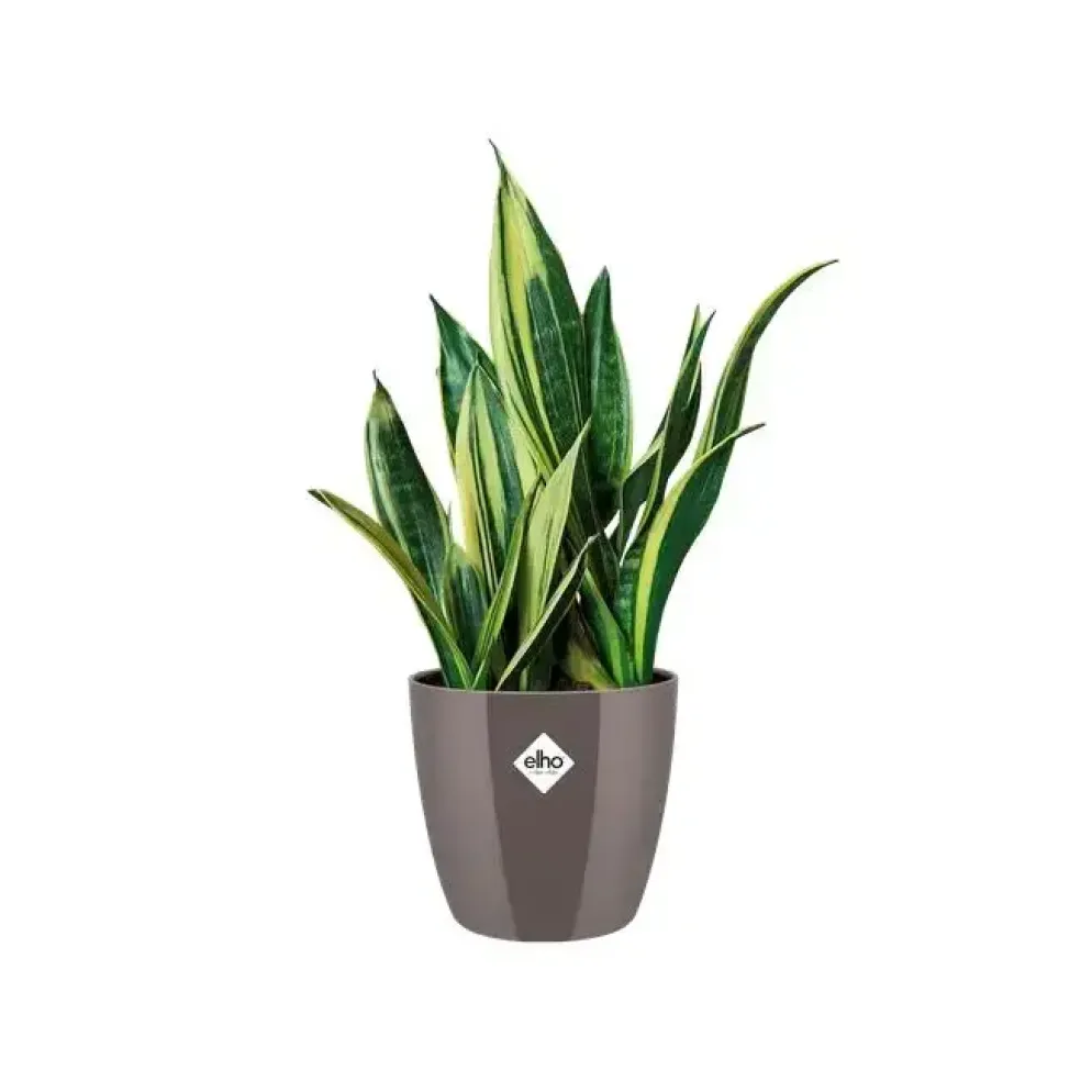 Elho brussels diamond bloempot rond 16 cm oyster pearl