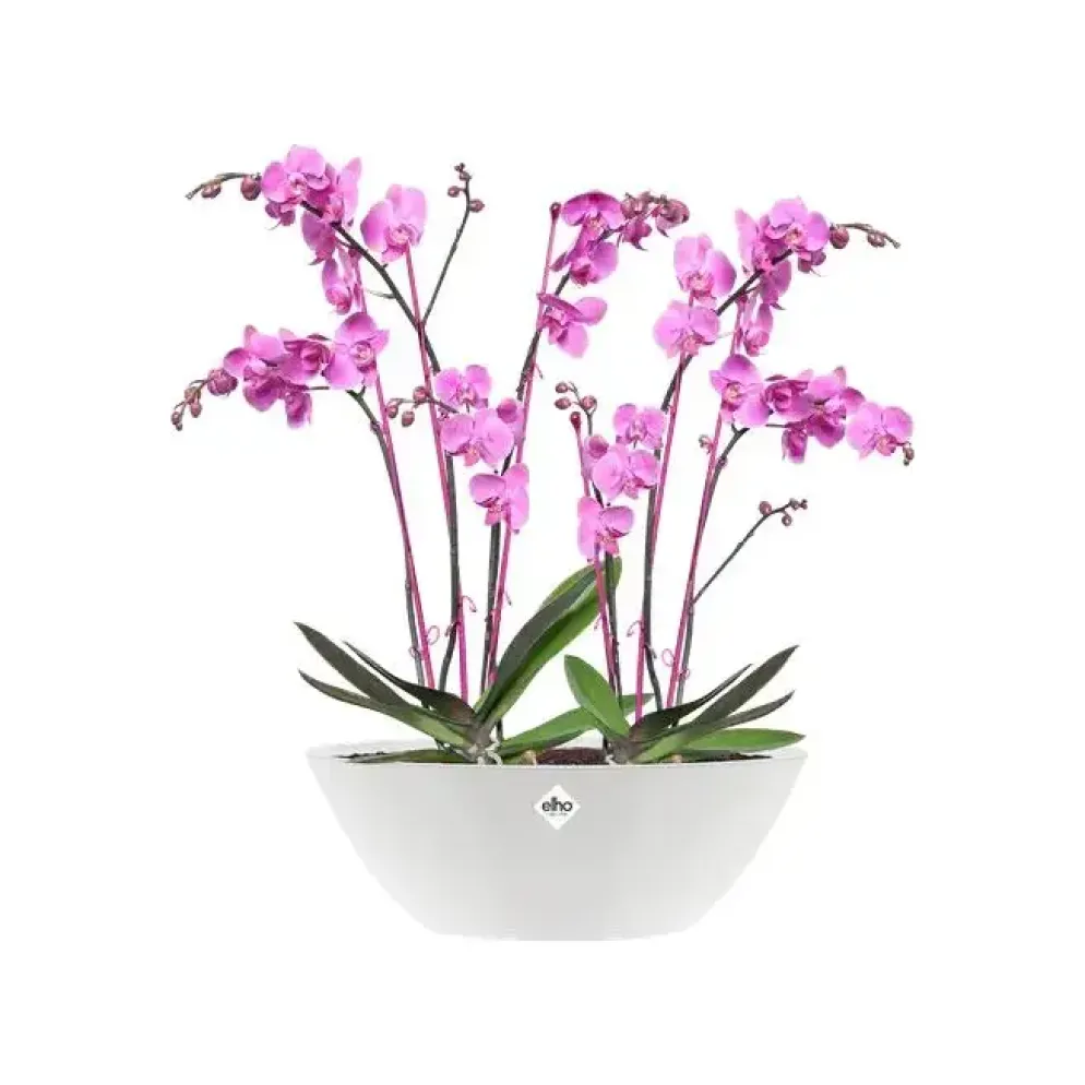 Elho brussels diamond bloempot ovaal 36 cm wit