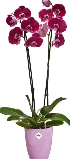 Elho Brussels diamond orchidee hoog 12,5cm levendig violet