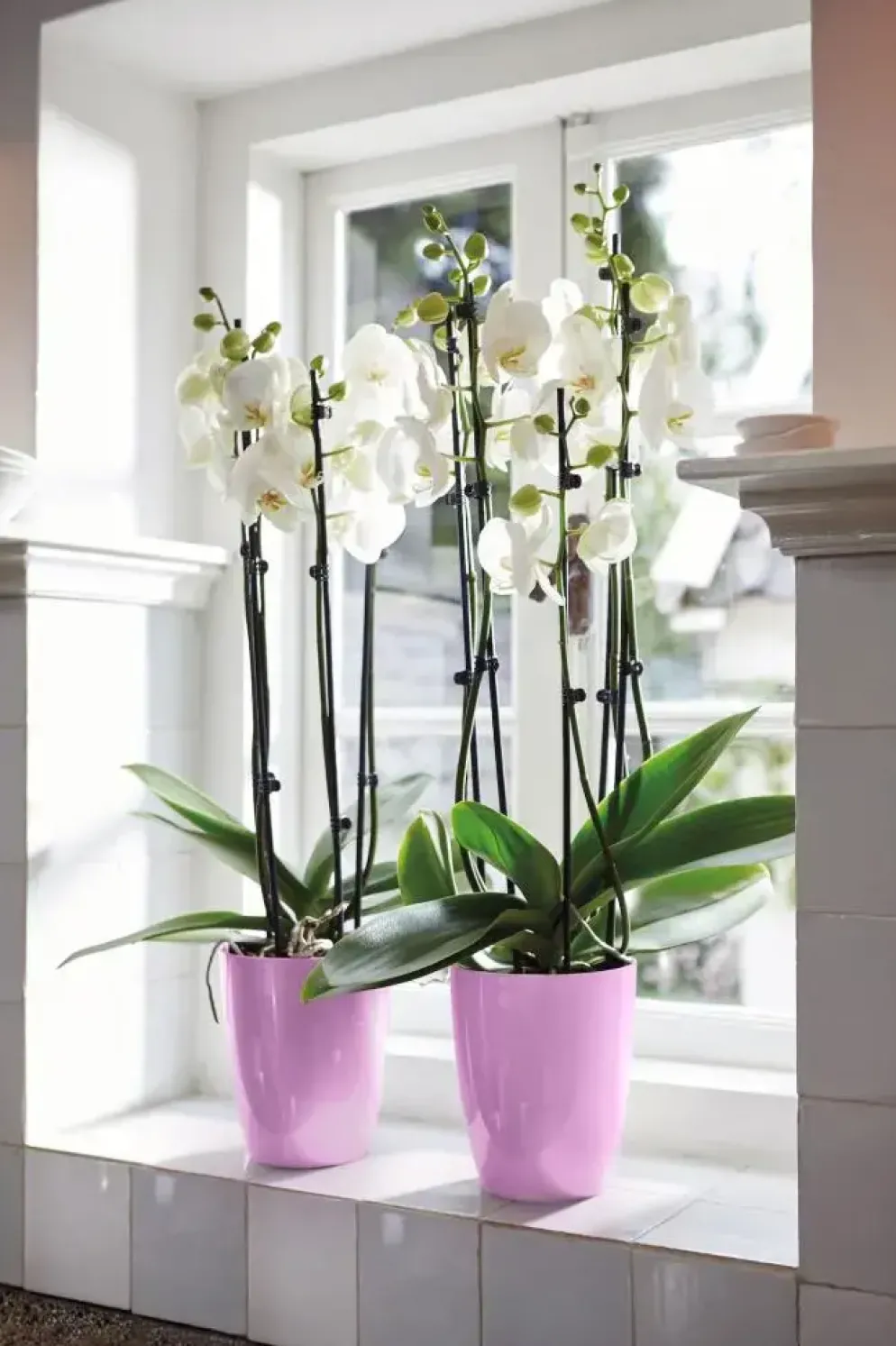 Elho Brussels diamond orchidee hoog 12,5cm levendig violet