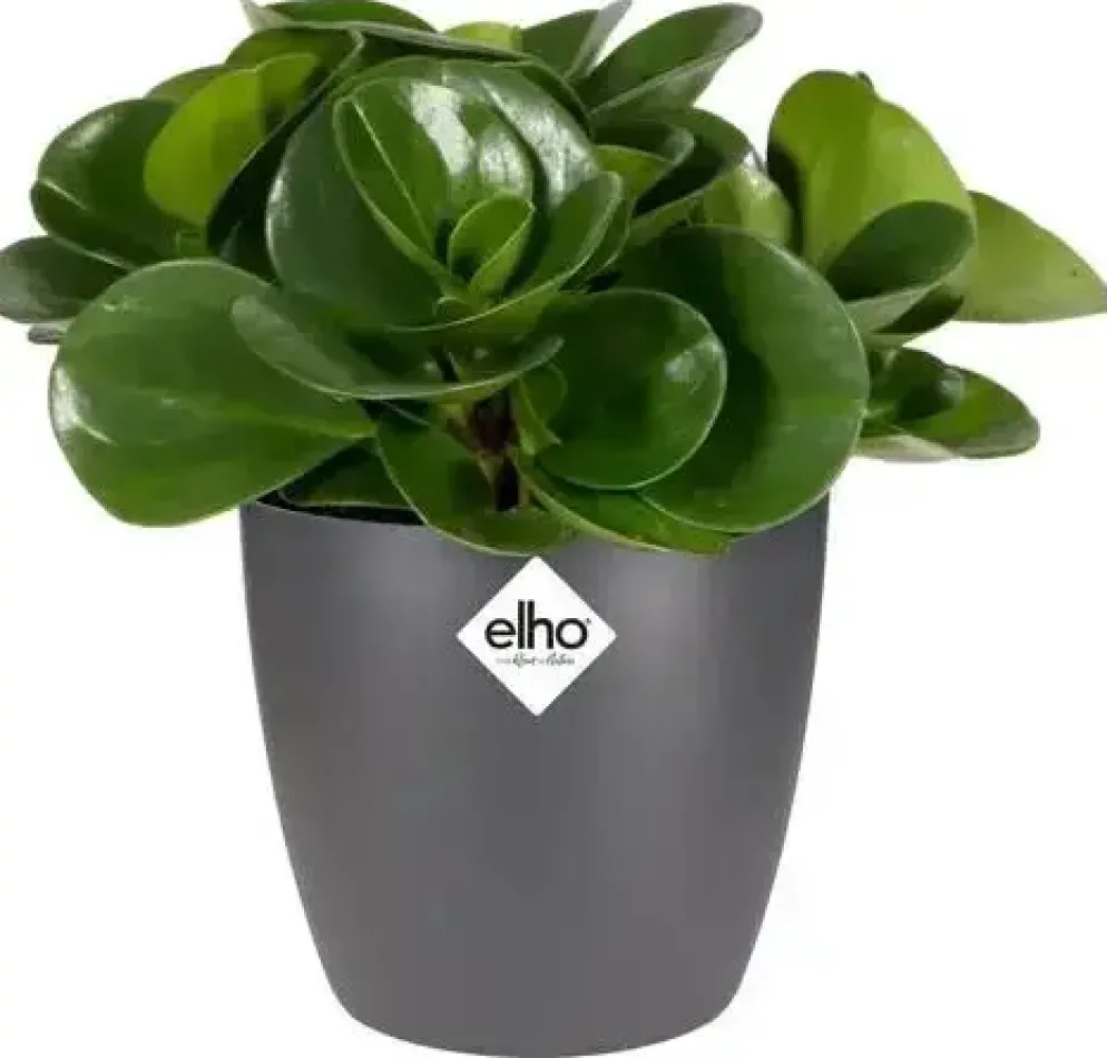 Elho brussels mini bloempot rond 12,5 cm antraciet