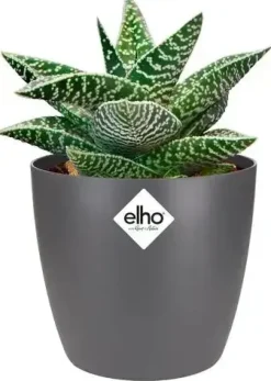 Elho brussels mini bloempot rond 9,5 cm antraciet
