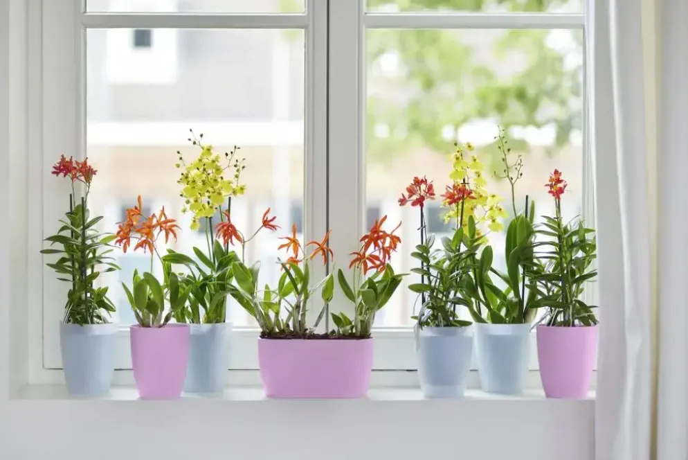 Elho Brussels orchidee duo 25cm levendig violet