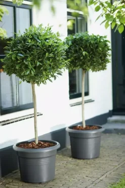 Elho green basics cilinder bloempot 40 cm living black