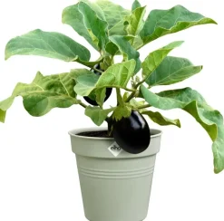 Elho Green Basics kweekpot 30cm steengroen