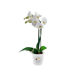 Elho green basics kweekpot orchidee 15 transparant
