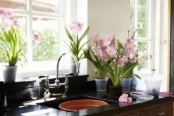 Elho Green Basics kweekpot orchidee 17 transparant