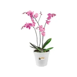 Elho Green Basics kweekpot orchidee 17 transparant