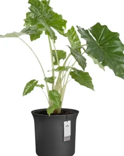 Elho June Tulip 47 - Zwart - Ø 47 x H 43 cm - Binnen en Buiten - 100% gerecycled
