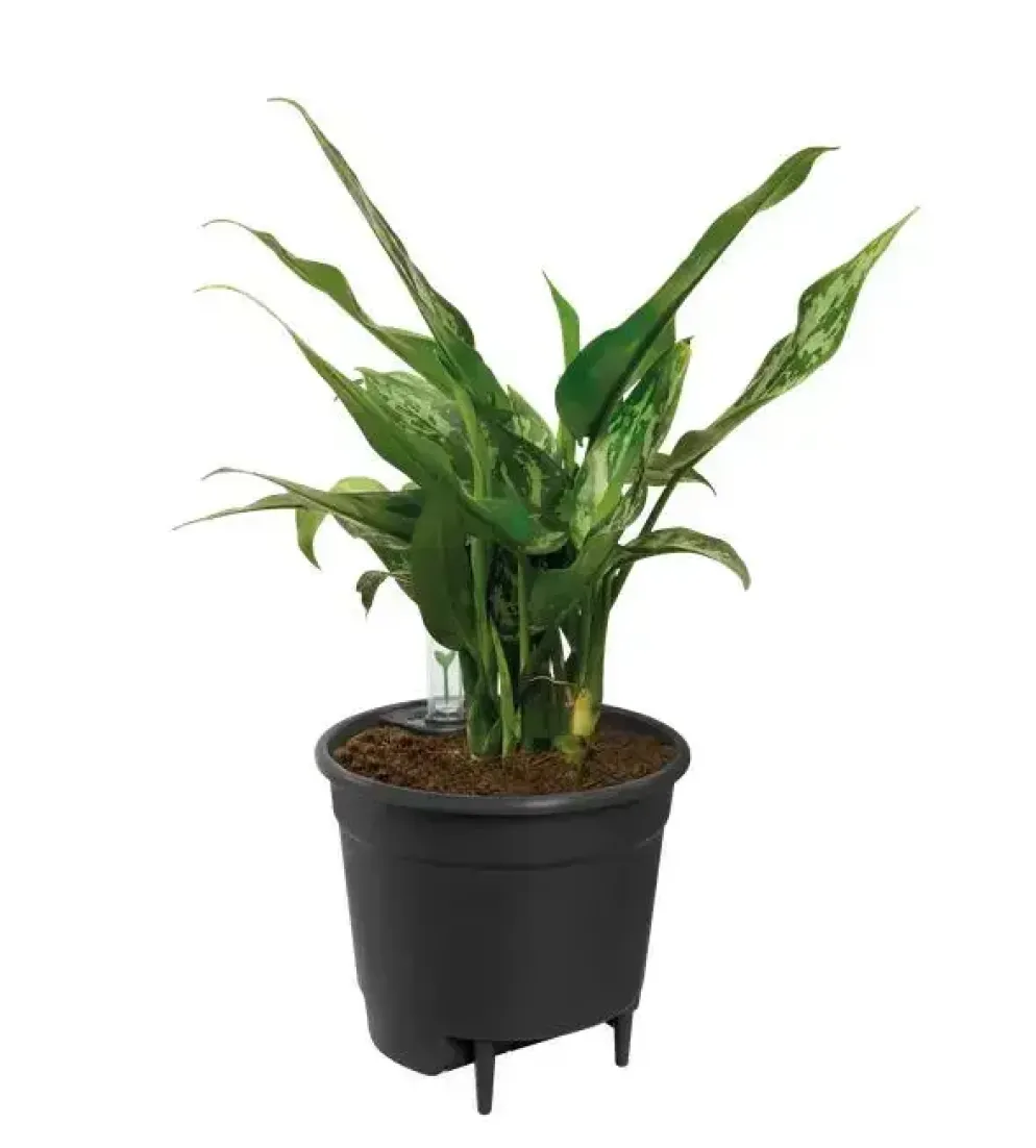 Elho Self-watering Insert Waterreservoir 17 cm living black