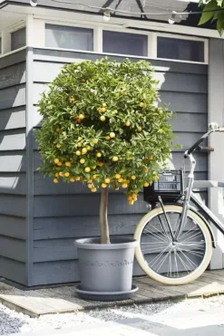 Elho universele schotel rond 17 cm antraciet