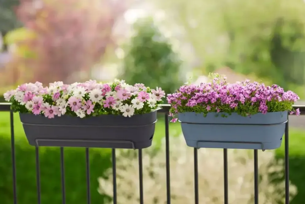 Elho Vibia Campana balkonbak 50 cm antraciet