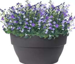 Elho Vibia Campana schaal rond 34 cm antraciet