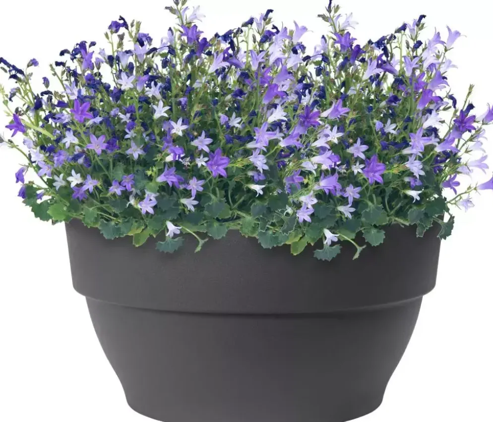 Elho Vibia Campana schaal rond 34 cm antraciet