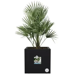 Elho Vivo next vierkant plantenbak met wielen 30cm living black