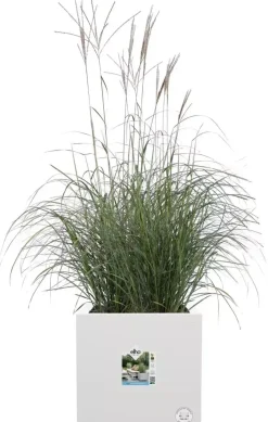 Elho Vivo Next vierkant plantenbak met wielen 40 cm Wit
