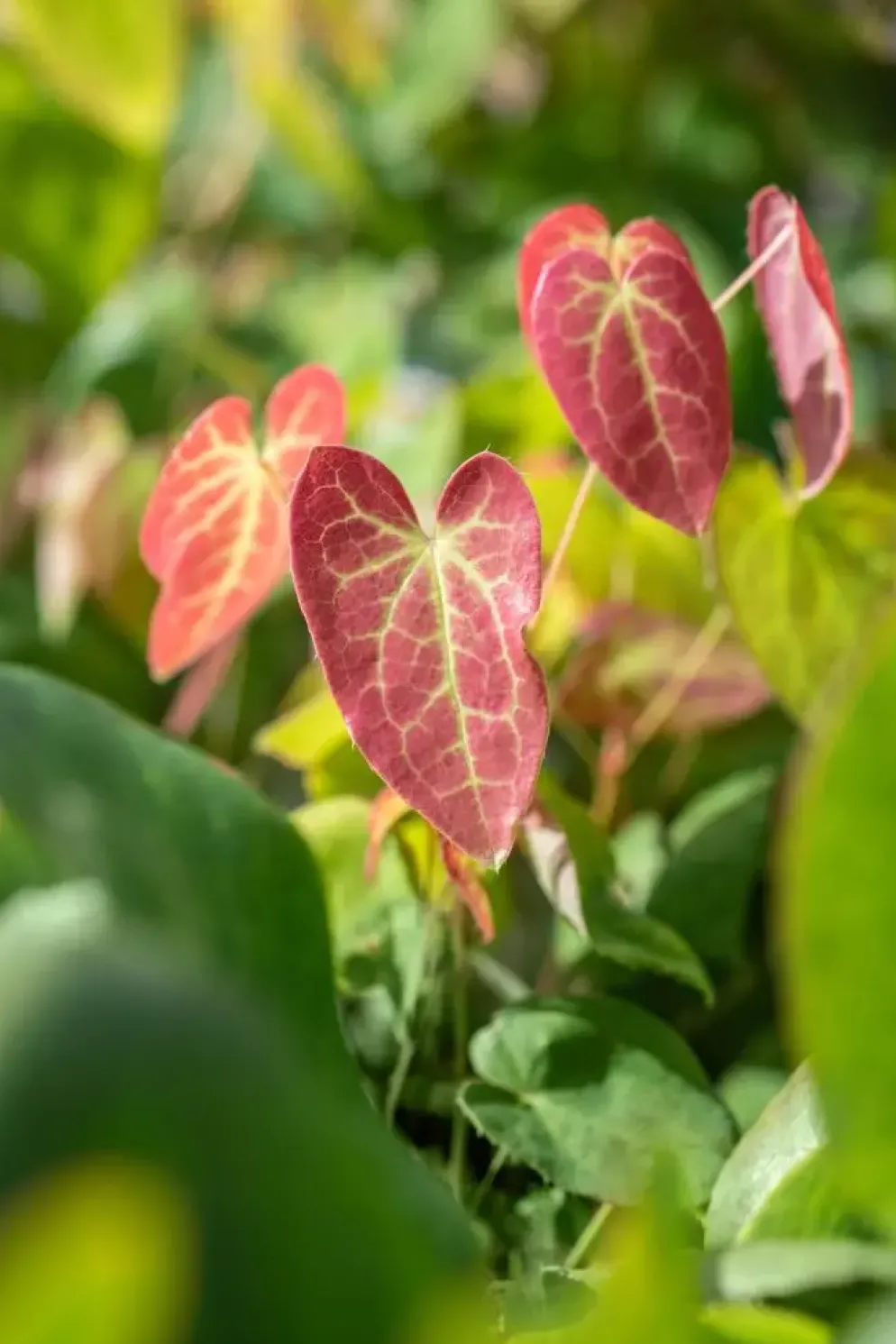 Epimedium (Elfenbloem)