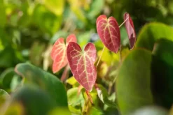 Epimedium (Elfenbloem)